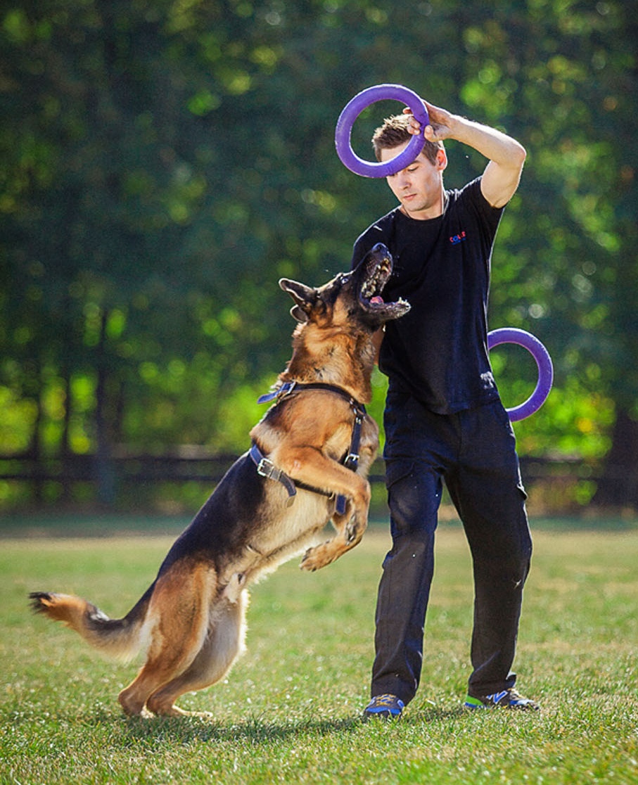 Happy dog catching a PULLER ring