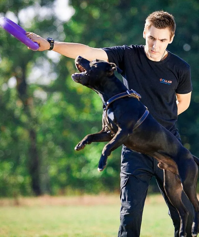Dog playing with PULLER ring